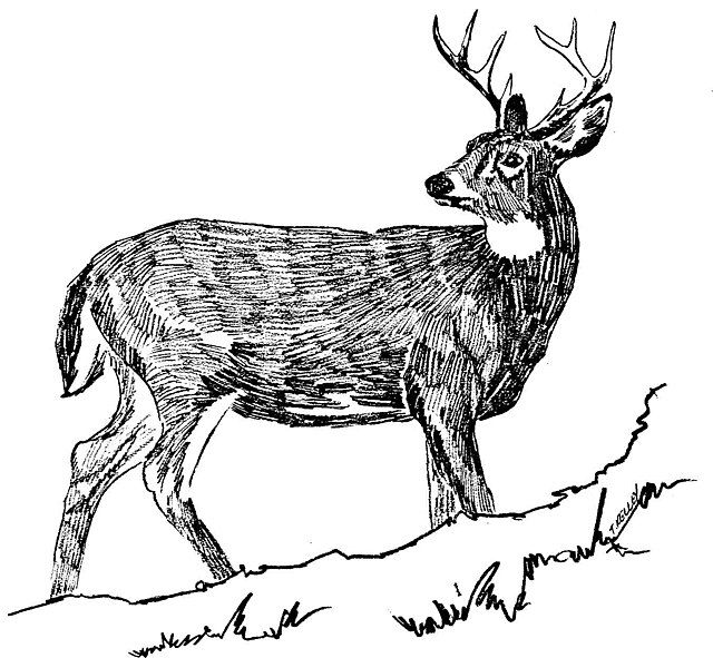 image of a deer